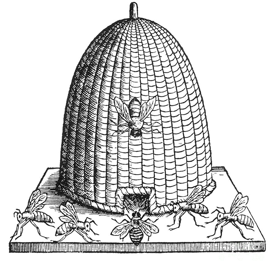 Agriculture Photograph - Skep Beehive, 17th Century by Science Source