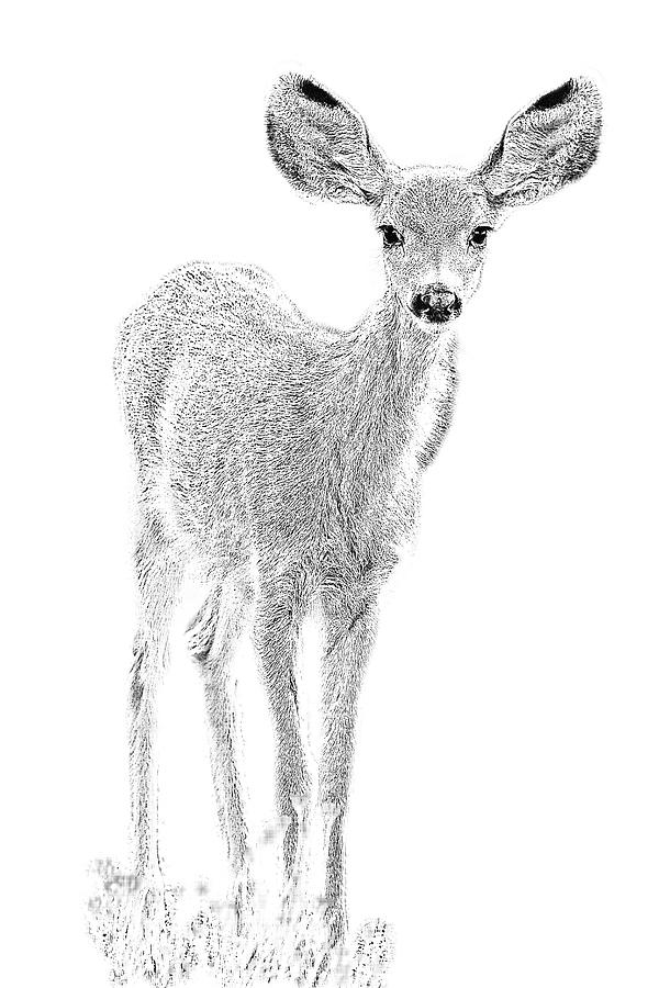 Deer Fawn Pencil Drawing  rdrawing
