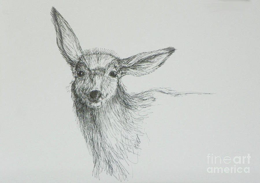 Wildlife Drawing - Sketch of a Mule Deer Doe by Dawn Senior-Trask