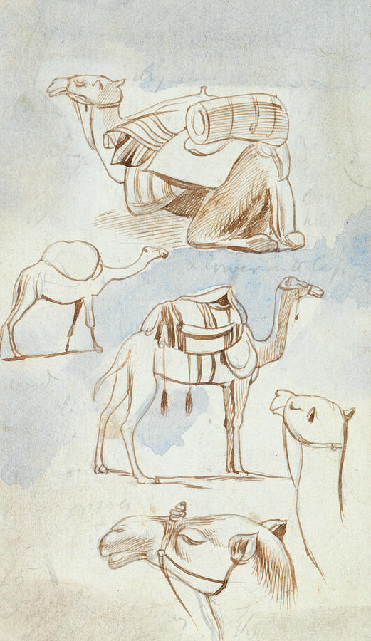 Sketch studies of camels Drawing by Edward Lear