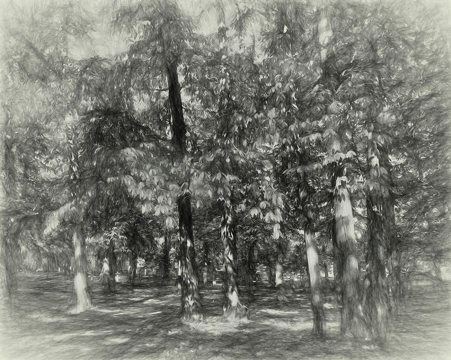 Sketched Trees Photograph by Allan Van Gasbeck