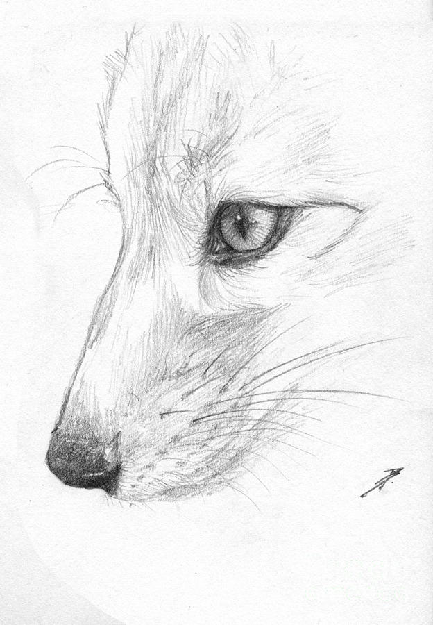 Sketchy Fox Face Study Drawing by Brandy Woods