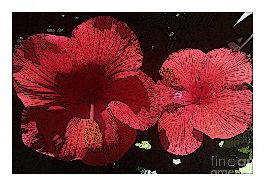 Sketchy Hibiscus Photograph by Barbara A Griffin