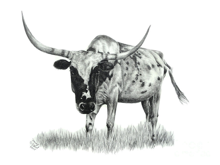 Cow Drawing - Skewed by Sabrina Thiel