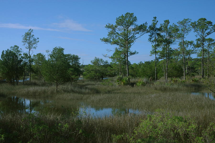 Skidaway Island Photograph by Aaron Rushin - Fine Art America