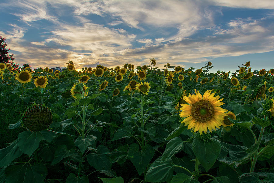Skies Of Sunflower Glory Photograph by Angelo Marcialis