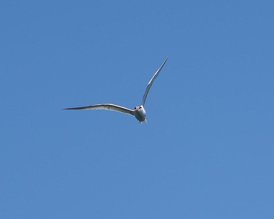 Tern at You Photograph by Linda Brody