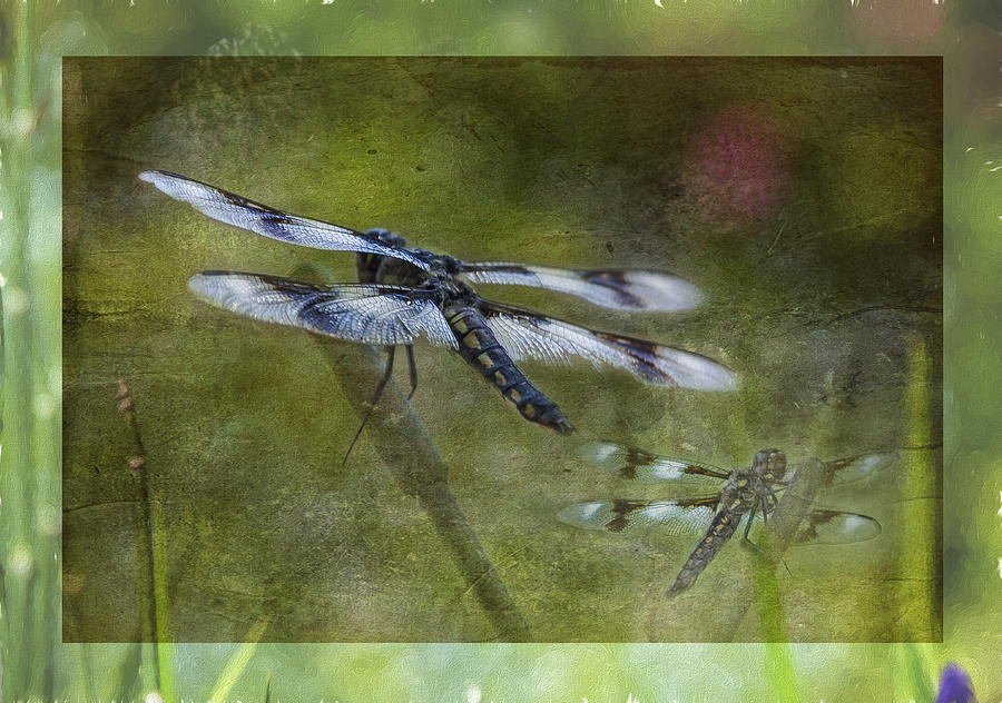 Skimmer Dragonfly Photograph by Belinda Greb