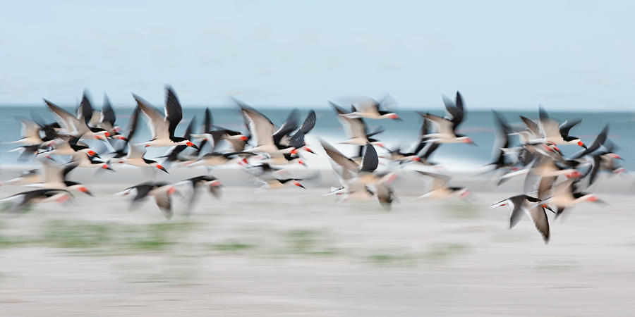 Skimmer Flock Photograph by Jack Nevitt
