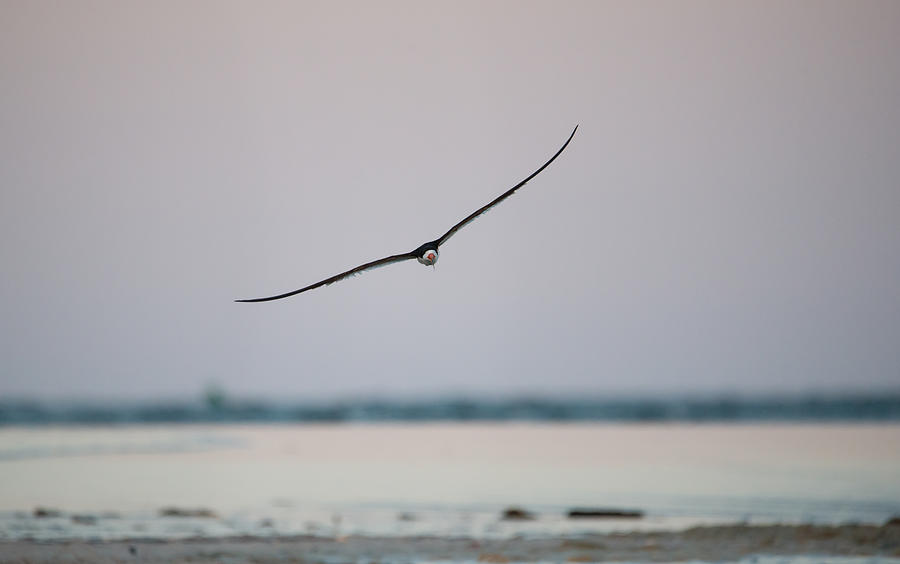Skimmer in Flight Photograph by Melinda Dreyer
