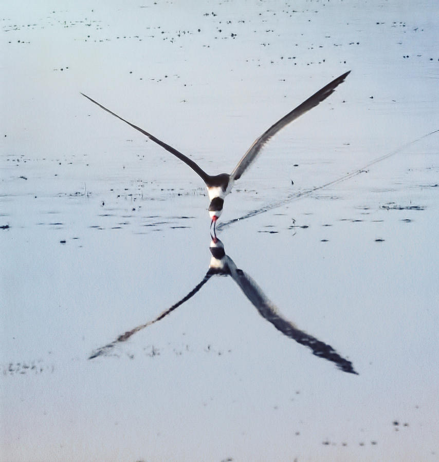 Bird Photograph - Skimmer on Approach by Carl Bailey