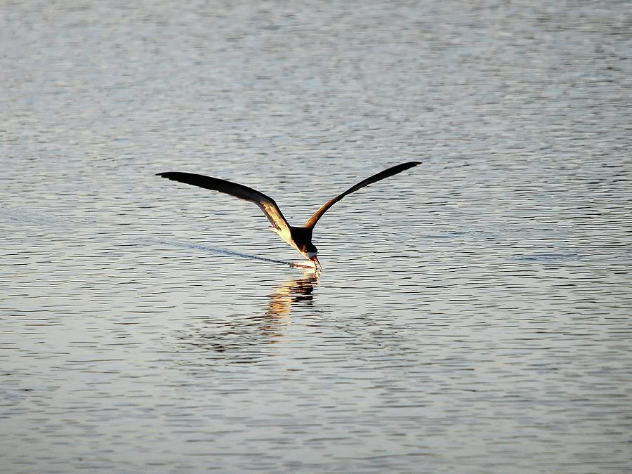 Skimmer Skimming Photograph by Al Powell Photography USA