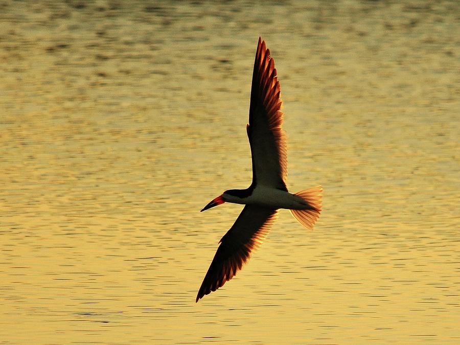 Skimmer Sunset Photograph by Al Powell Photography USA