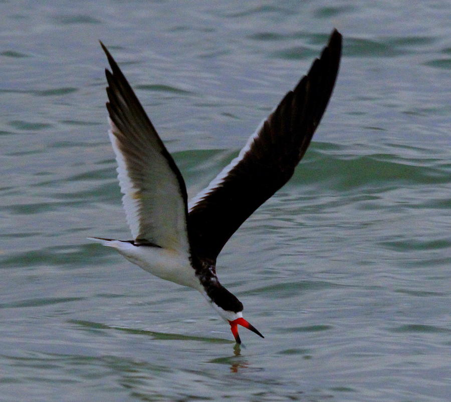 Skimming for Dinner Photograph by Sean Allen