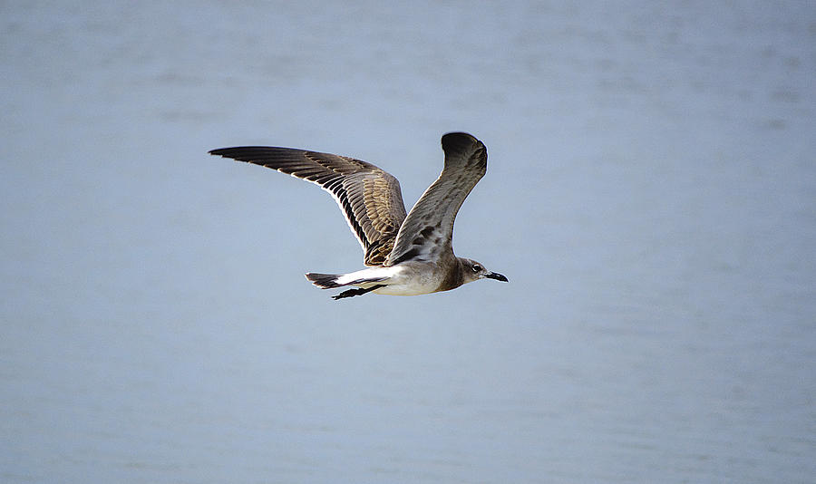 Skimming Seagull Photograph by Kenneth Albin