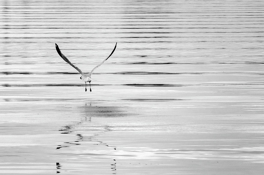 Skimming Photograph by Susan McMenamin