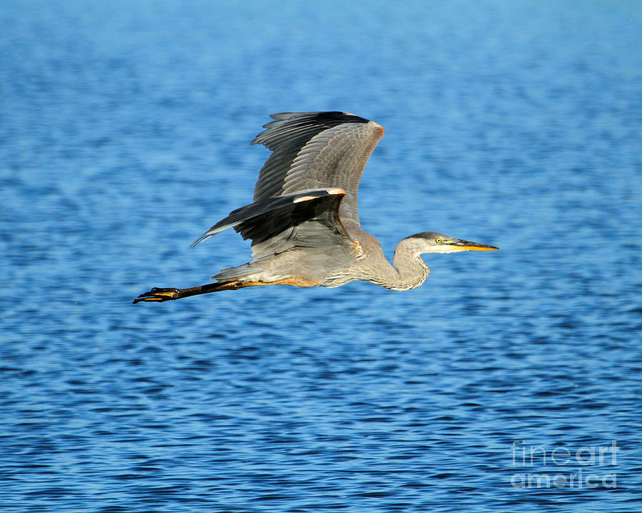 Skimming the lake Photograph by Heather King