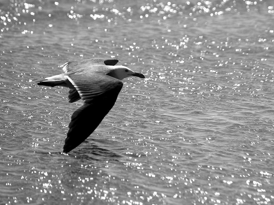 Skimming The Water Photograph