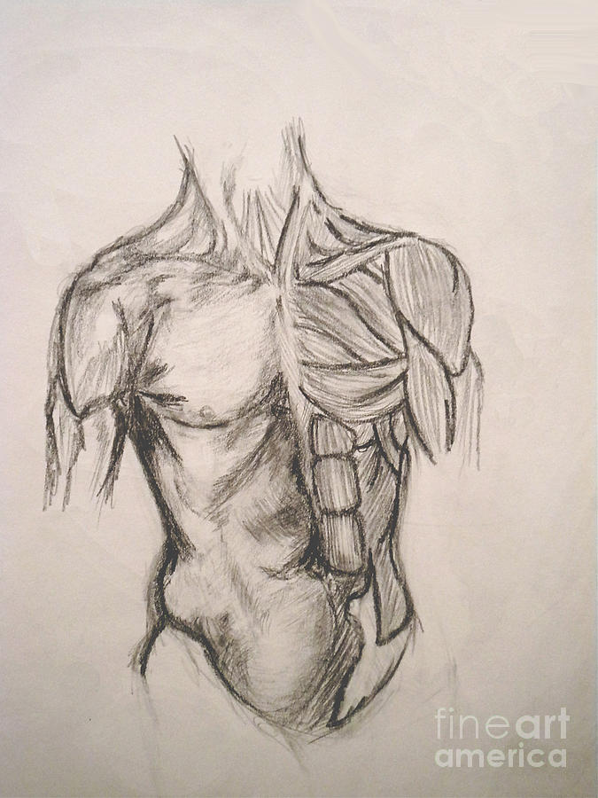 Skin And Muscle Drawing By Simonne Mina Fine Art America