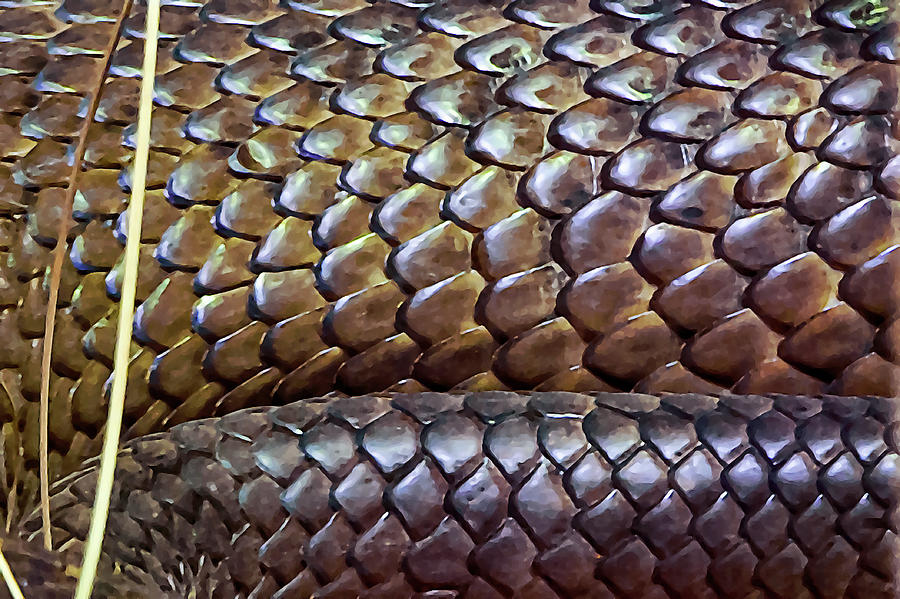 Snake Photograph - Skin Of Inland Taipan by Miroslava Jurcik