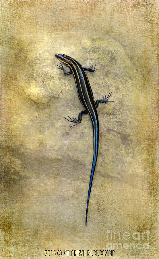 Skink Photograph by Kathy Russell