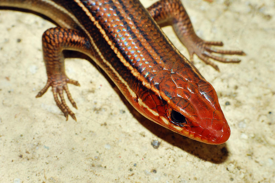 Skink Photograph by Larah McElroy