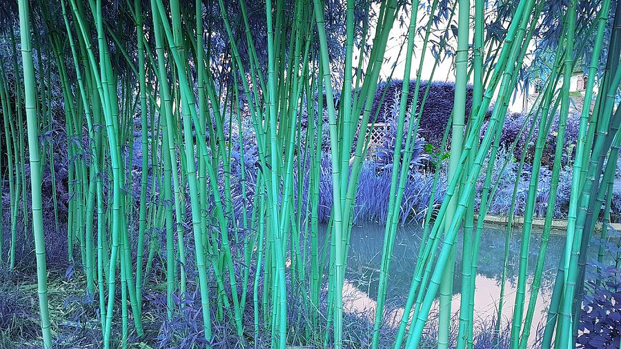 Fantasy Photograph - Skinny Bamboo In Teal by Rowena Tutty