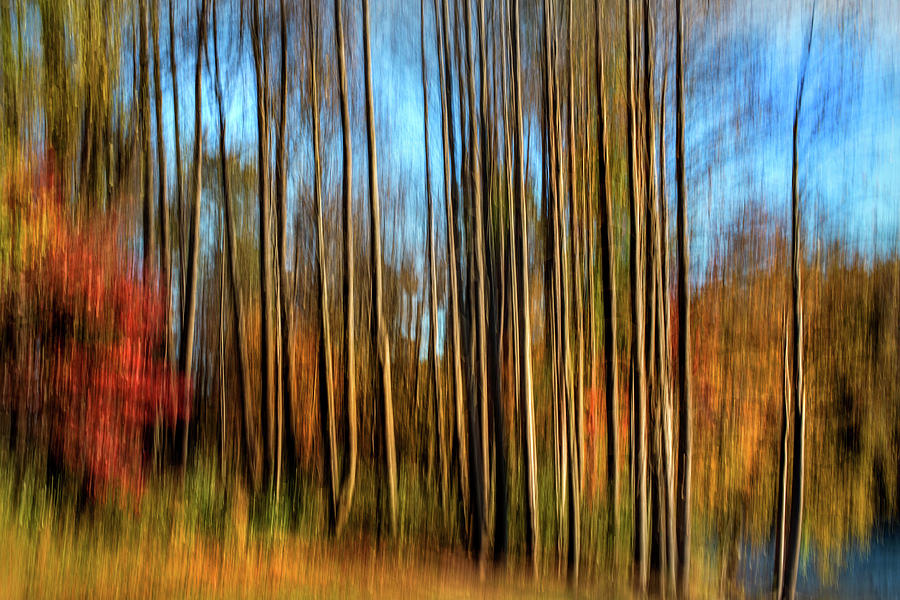 Skinny Forest Swipe Photograph by Don Johnson - Fine Art America