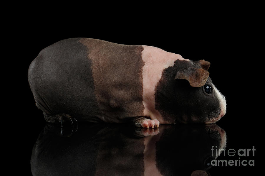 Skinny Guinea pig on isolated black background Photograph by Sergey Taran
