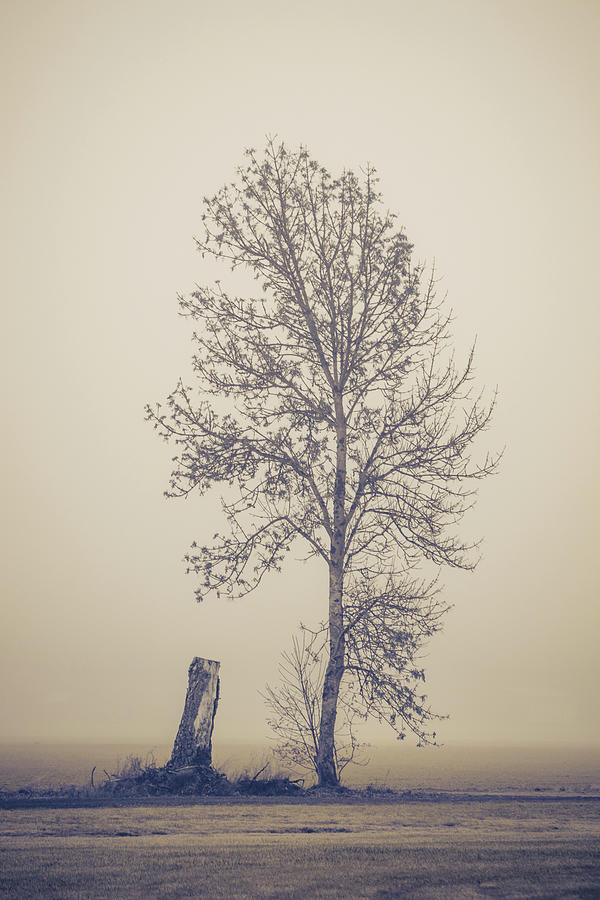 Skinny Tree Photograph by Catherine Avilez