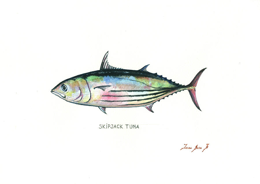 Skipjack tuna Painting by Juan Bosco - Fine Art America