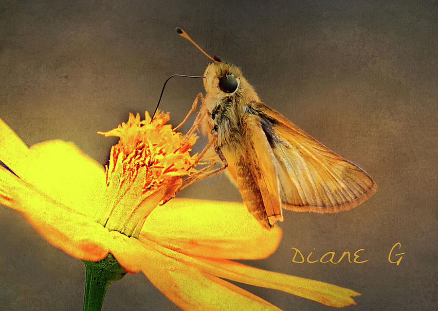 Skipper Butterfly Photograph by Diane Giurco