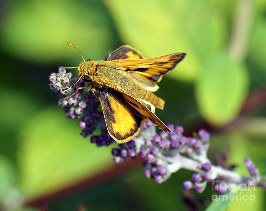 Skipper Butterfly Photograph by Rex E Ater