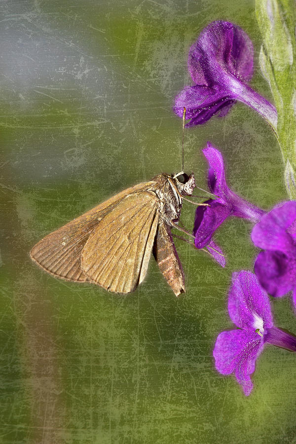 Skipper Photograph - Skipper Butterly Sipping Nectar by Roberto Aloi Skipper Photograph - Skipper Butterly Sipping Nectar by Roberto Aloi