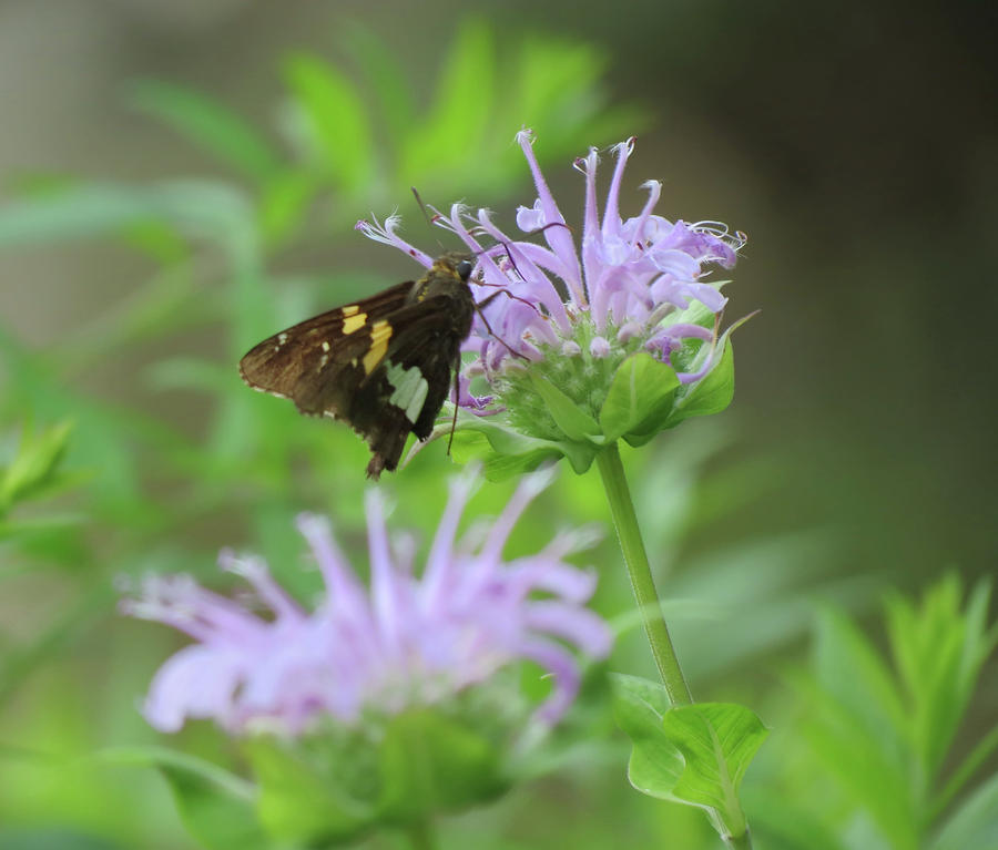 Skipper on Bee Balm - Butterfly Photograph by MTBobbins Photography