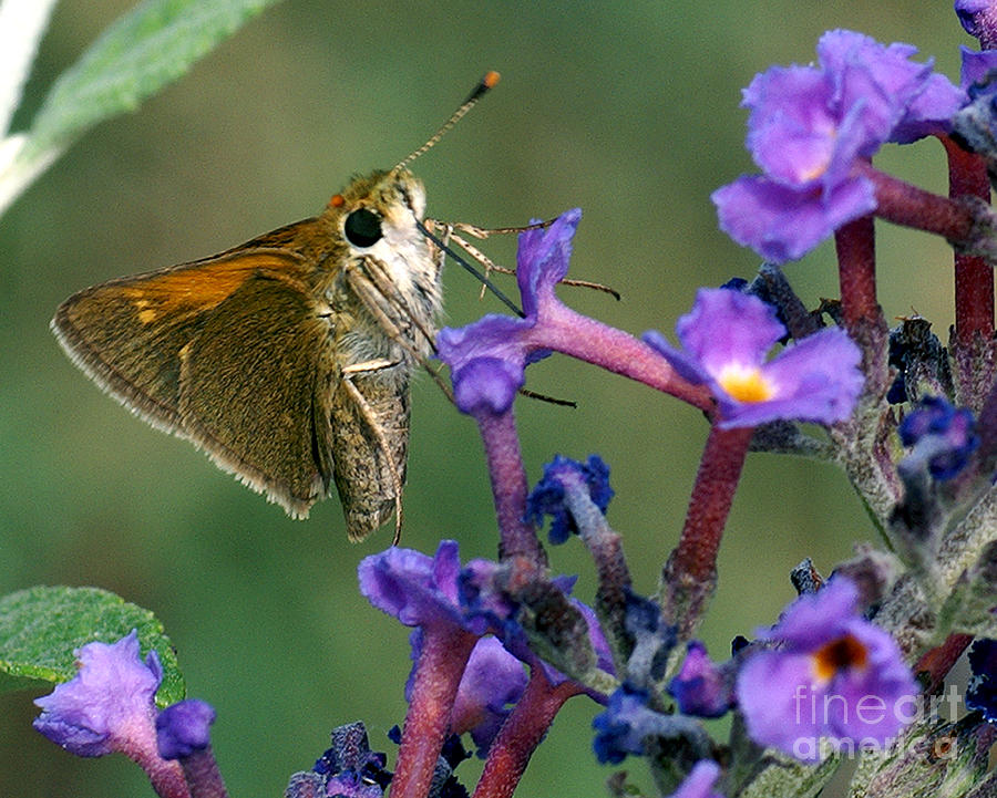 Skipper on butterfly bush Photograph by Rex E Ater