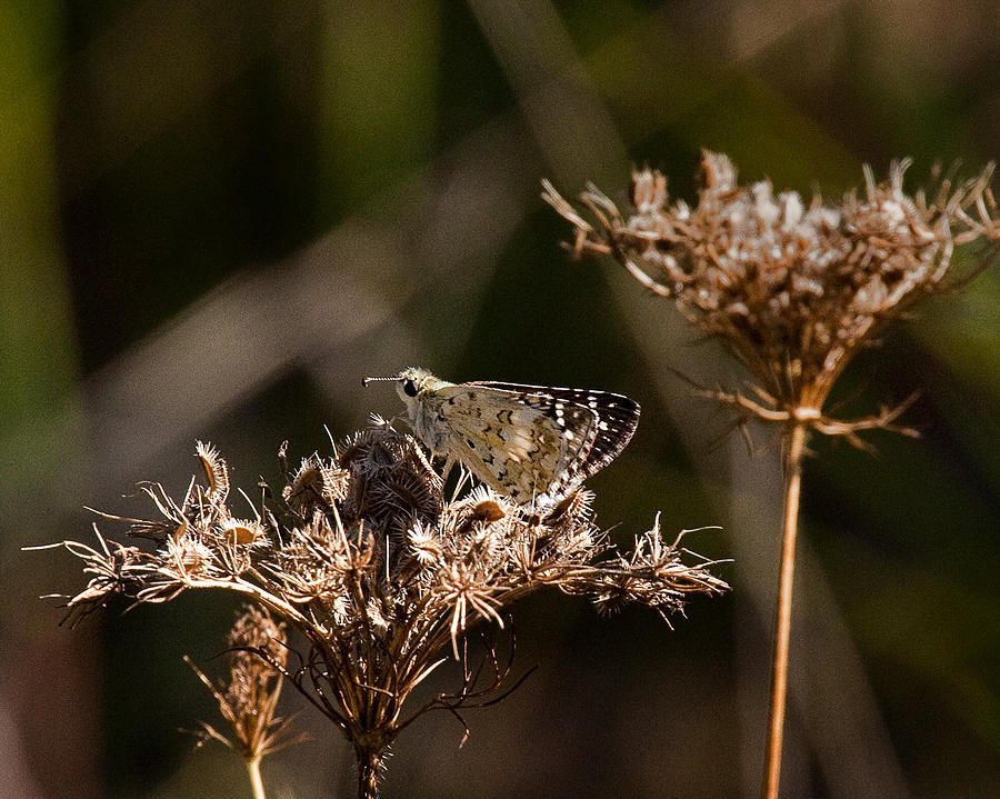 Skipper on Queen Annes Lace Photograph by Michael Dougherty
