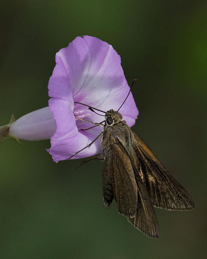Brown Skipper on Wild Morning Glory Photograph by Mitch Spence
