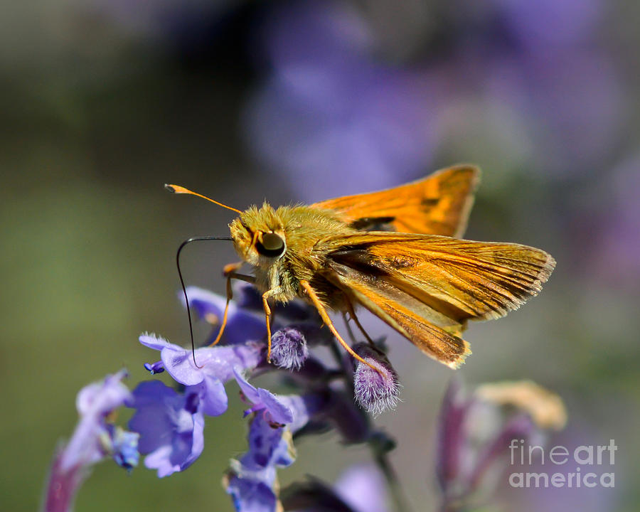 Butterfly Photograph - Skipper Takes a Drink by Kerri Farley