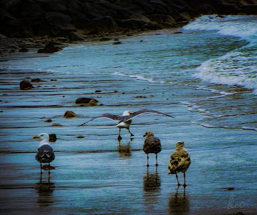 Skipping Gull Photograph by Bruce Carpenter