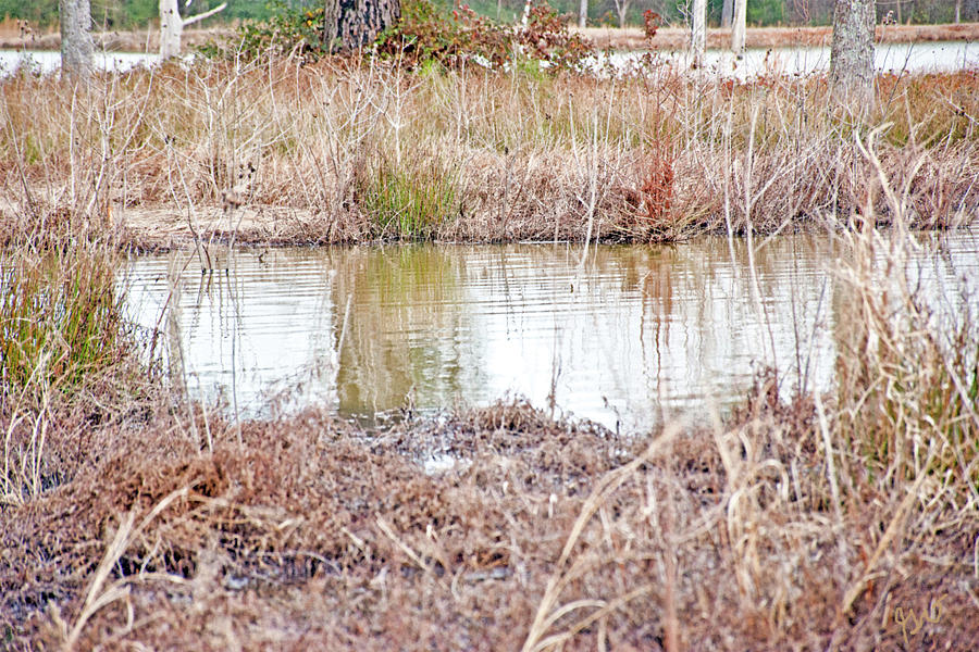 Skipping Over Pond Water Photograph