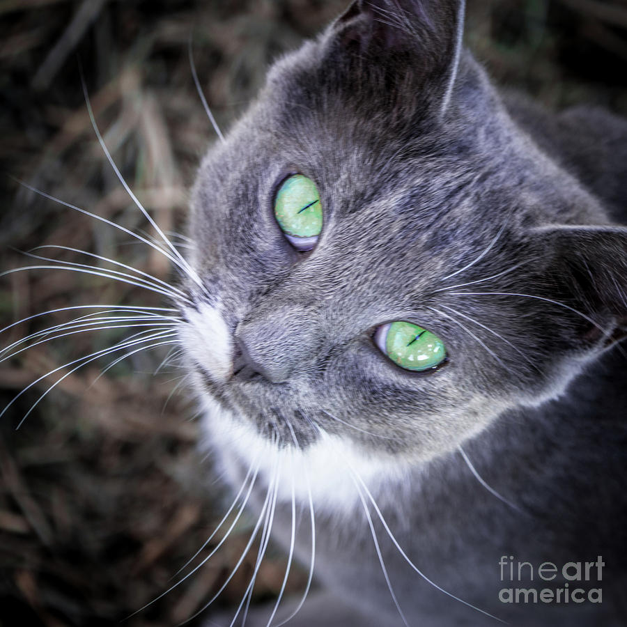 Skitty Green Eyes Photograph by Cheryl McClure