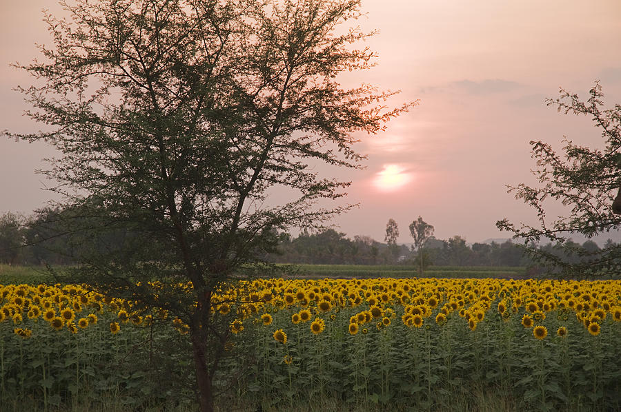 SKN 2175 Sunflower to Sunset Photograph by Sunil Kapadia