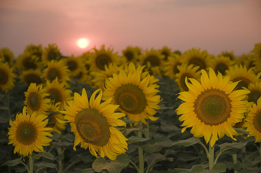 SKN 2178 Sunflowers at Sunset  Photograph by Sunil Kapadia