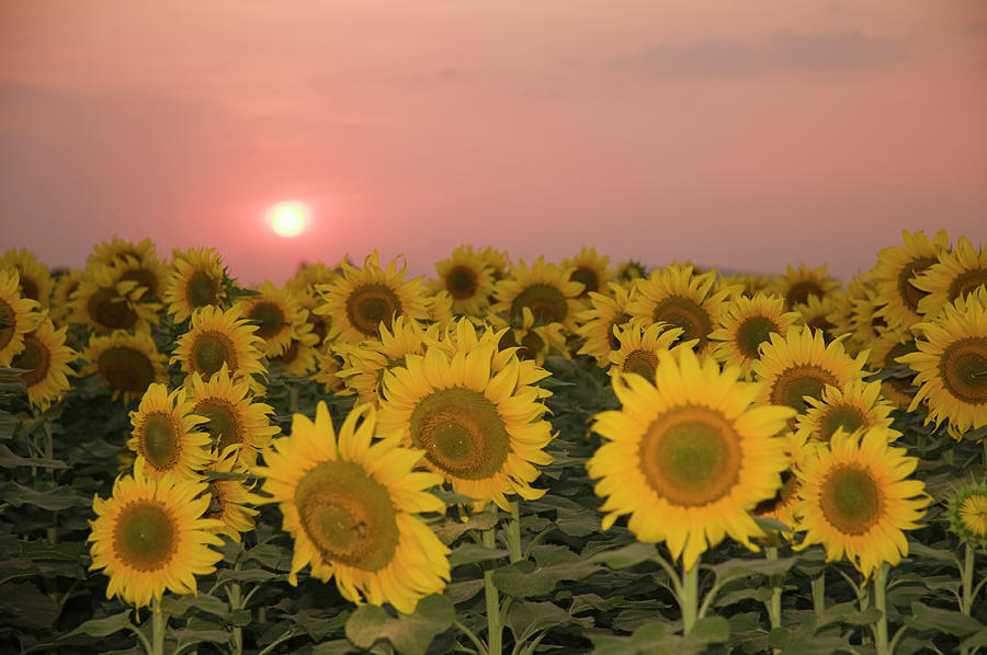 SKN 2179 Sunflower Landscape Photograph by Sunil Kapadia