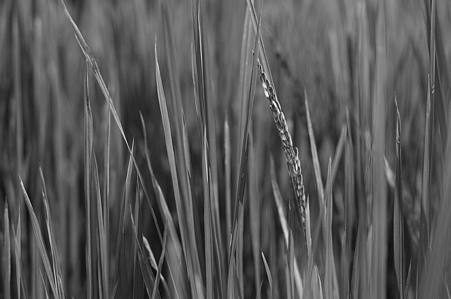 SKN 2908 Wheat Plantation BW Photograph by Sunil Kapadia