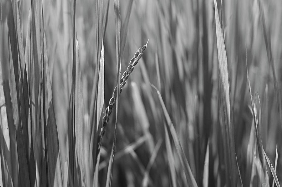 SKN 2911 Wheat Stalk B/W Photograph by Sunil Kapadia