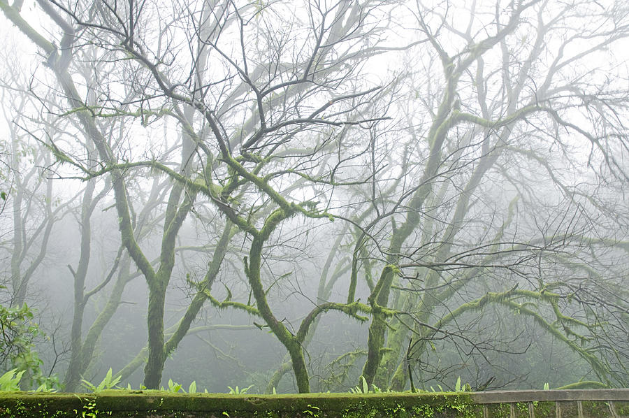 Tree Photograph - SKN 3718 The Monsoon Forest by Sunil Kapadia