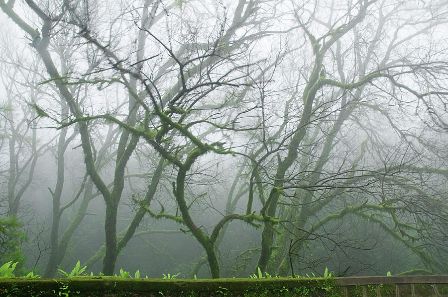 Tree Photograph - SKN 3720 Monsoon Landscape by Sunil Kapadia