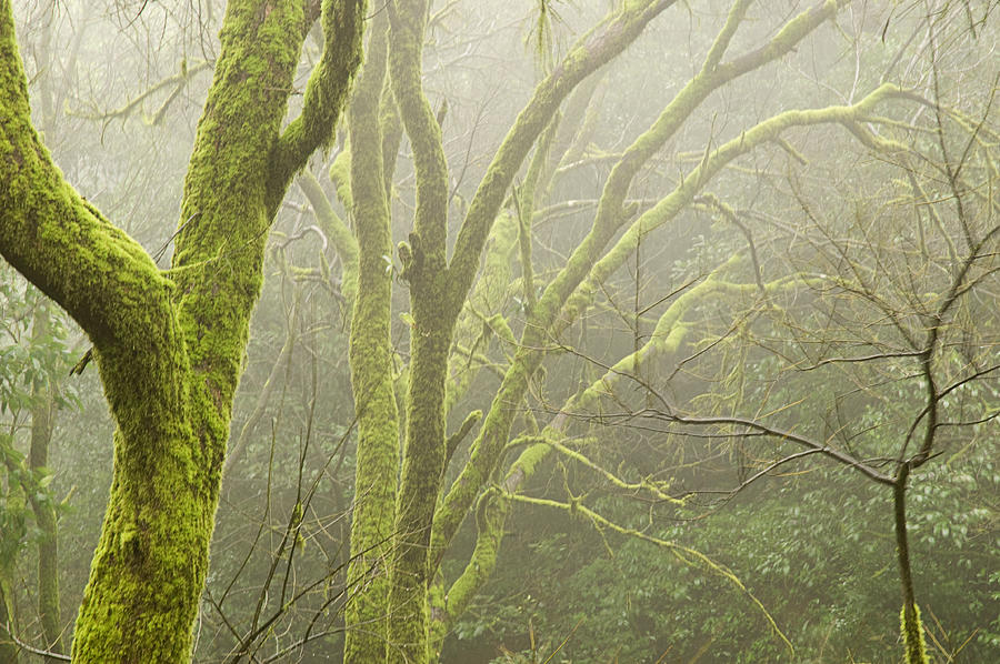Tree Photograph - SKN 3726 Fog and Moss by Sunil Kapadia